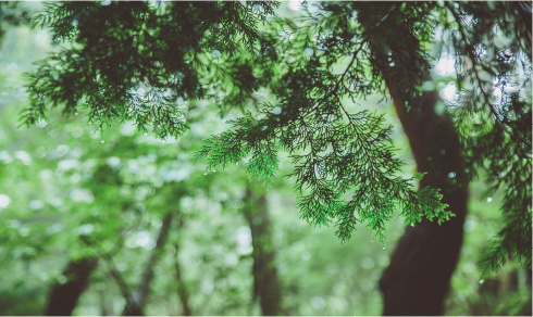 新倉山イメージ